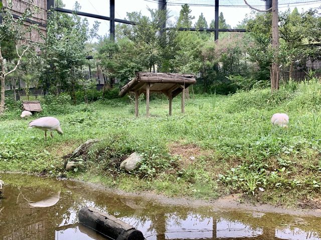 【新潟】佐渡島のトキの森公園♪