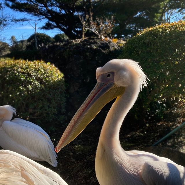 ふれあい動物園『伊豆シャボテン動物公園』