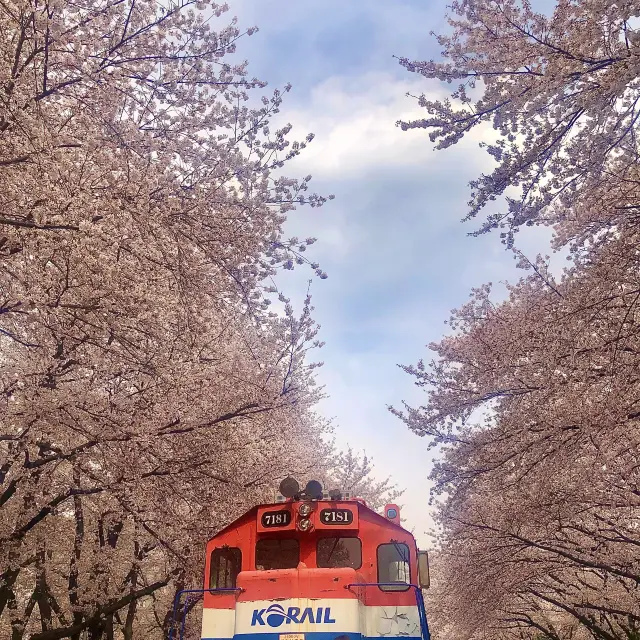 경화역으로 벚꽃 나들이