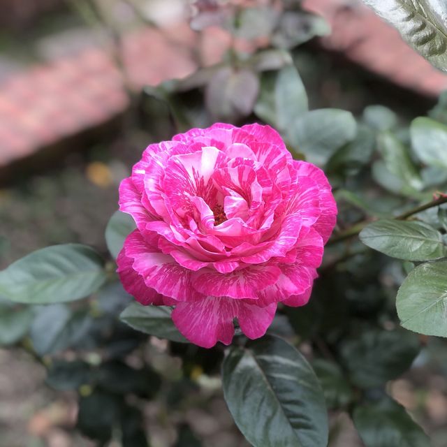 大公主在此👸🏻士林官邸💯不再錯過的美麗花園🌹🌷💐🌺🌸🌼🌻