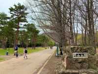 札幌　SAKURA 桜めぐり❗️円山公園の桜に感動❗️