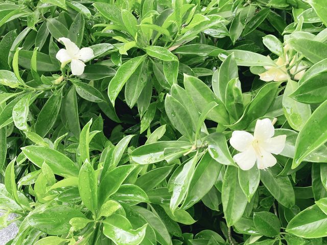 藝術公園賞花好去處