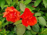 荃灣賞花好去處