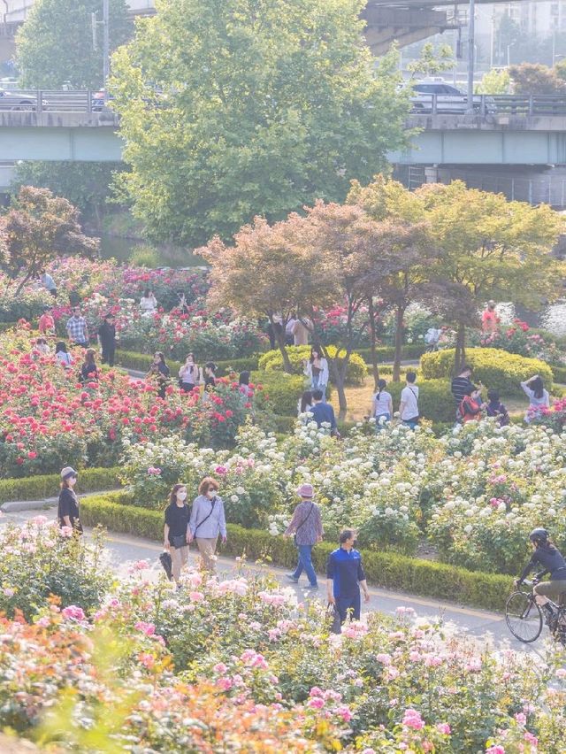 서울 꽃구경 장소 추천, 중랑장미공원