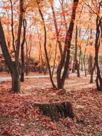 가을 단풍 명소, 경주 불국사🍁