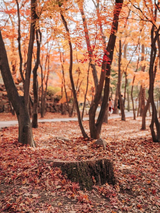 가을 단풍 명소, 경주 불국사🍁 가을 단풍 명소, 경주 불국사🍁