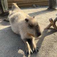 リアルジャングル🌿たくさんの動物と触れあえる体験型動物園✨人気のスナネコも✨
