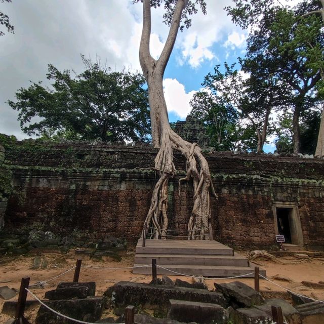 The Trees Roots Temple