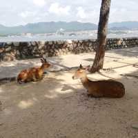 【宮島】海沿い散歩👣が気持ちいい✨😆「宮島」