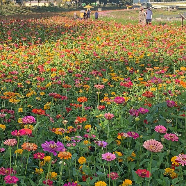 드넓은 백일홍, 코스모스, 황하코스모스 꽃밭을 한번에 볼 수 있는 명소 