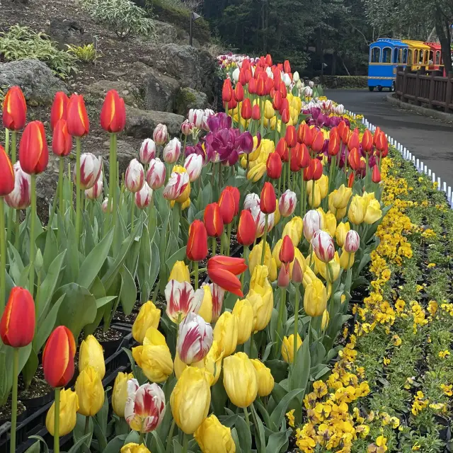 꽃밭의 향연 제주 상효원 