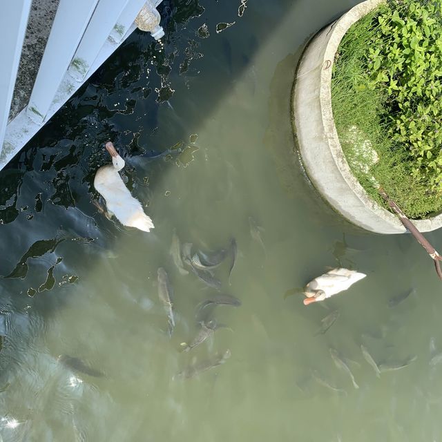 甲鳥園 親近可愛鴨鴨 乾淨 輕鬆的 養鴨農場