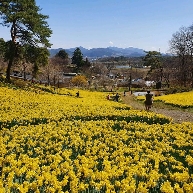 온세상이 노란색!✨️ 수선화가 한가득 서산 유기방가옥!💛