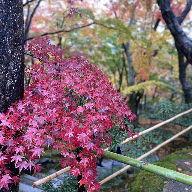 盛茂紅葉中體驗靜謐境界 – 常寂光寺