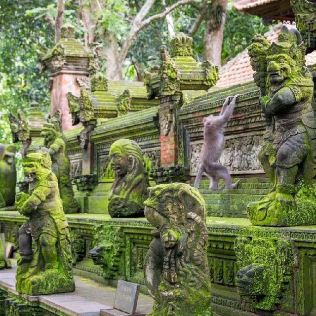 MONKEY FOREST AT