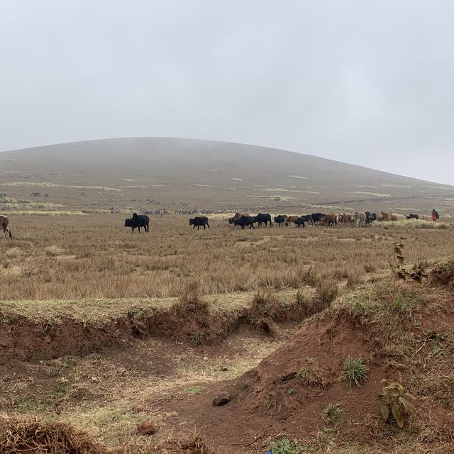 wildss at Ngorongoro 