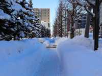【北海道】朝の札幌 雪道散歩