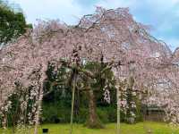 京都　SAKURA  桜めぐり❗️醍醐寺の霊宝館あたりの桜に感動❗️