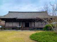 京都　SAKURA 桜めぐり❗️勧修寺の桜に感動❗️