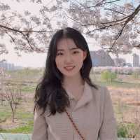 봄에는 벚꽃명소 안양천으로!