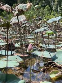 Mini Amazon in Tasik Chini! 