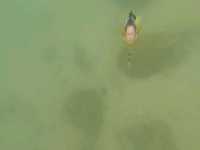 Finding Nemo🐠之旅~娥眉洲🏝️