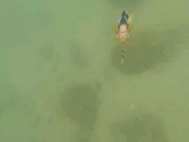 Finding Nemo🐠之旅~娥眉洲🏝️