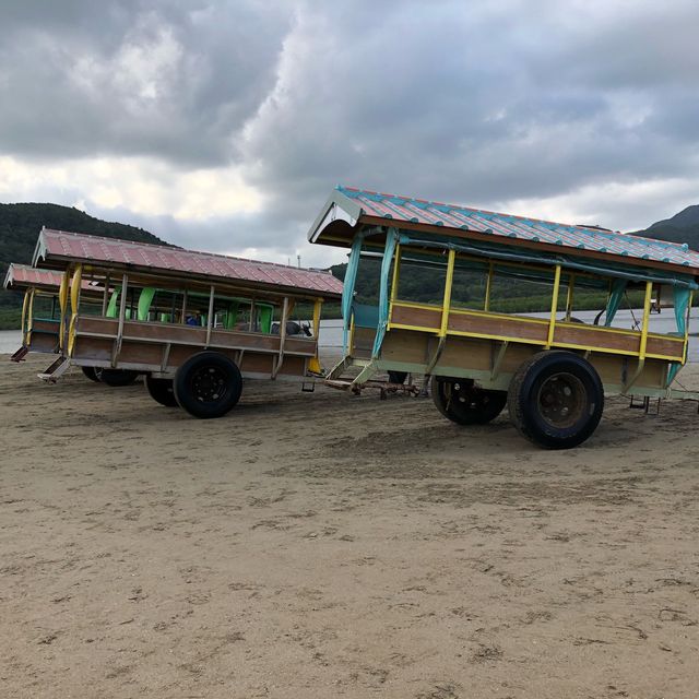 沖縄県石垣島 由布島水牛