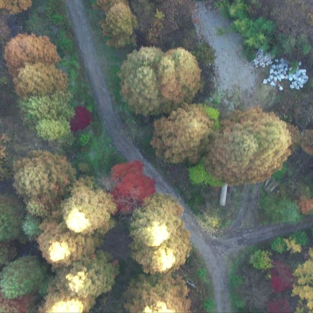 Recreational Forest in Nonsan