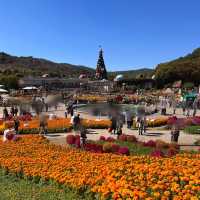 韓国【エバーランド】コキアやコスモスが綺麗🧡秋の庭園
