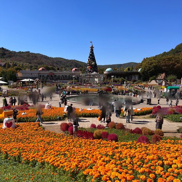 韓国【エバーランド】コキアやコスモスが綺麗🧡秋の庭園 韓国【エバーランド】コキアやコスモスが綺麗🧡秋の庭園