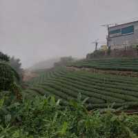 出差的小確幸-阿里山公路
