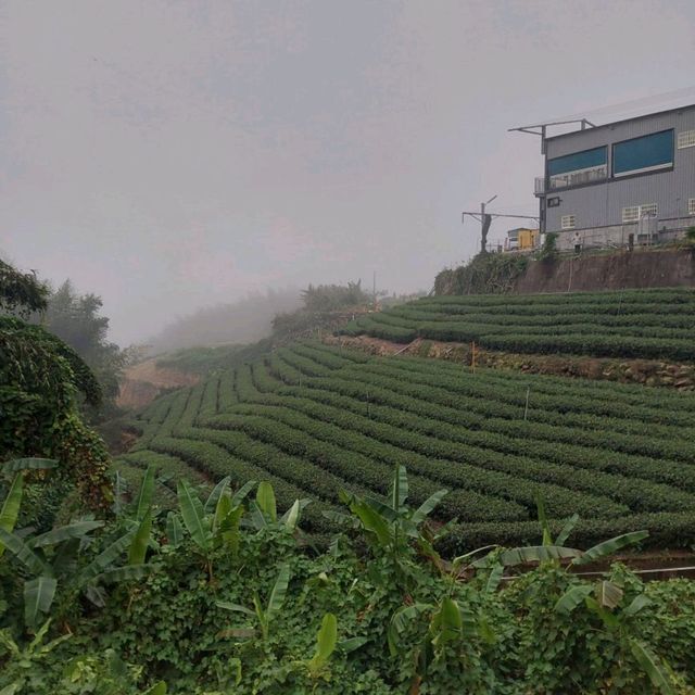 出差的小確幸-阿里山公路