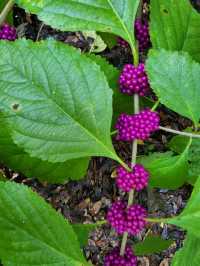 Bok Tower Gardens, Florida's hidden paradise