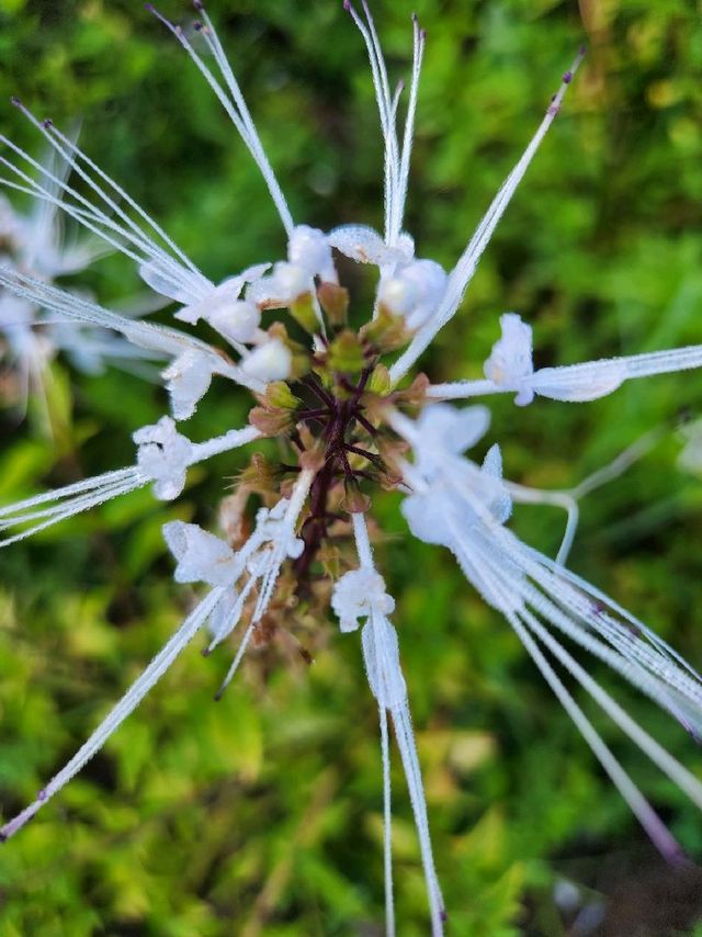 Bok Tower Gardens, Florida's hidden paradise Bok Tower Gardens, Florida's hidden paradise