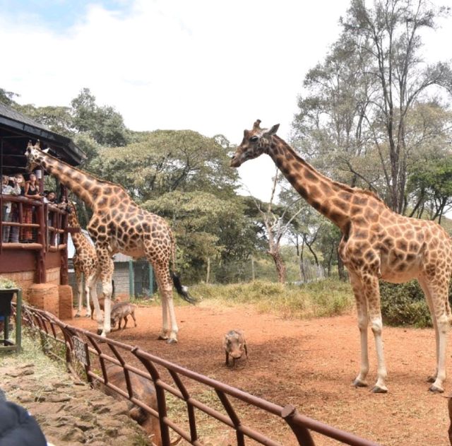 기린과 품바! 케냐 지라프센터