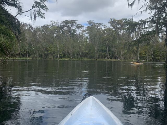 Kayaking in Gainesville- Seeing alligators🐊 