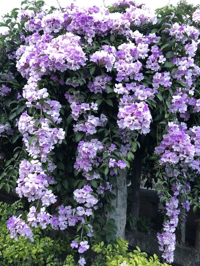 蒜香藤//泰山楓樹河濱公園