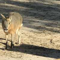 Al Areen Wildlife Park & Reserve
