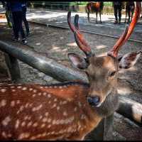 Nara Park ❤️ 