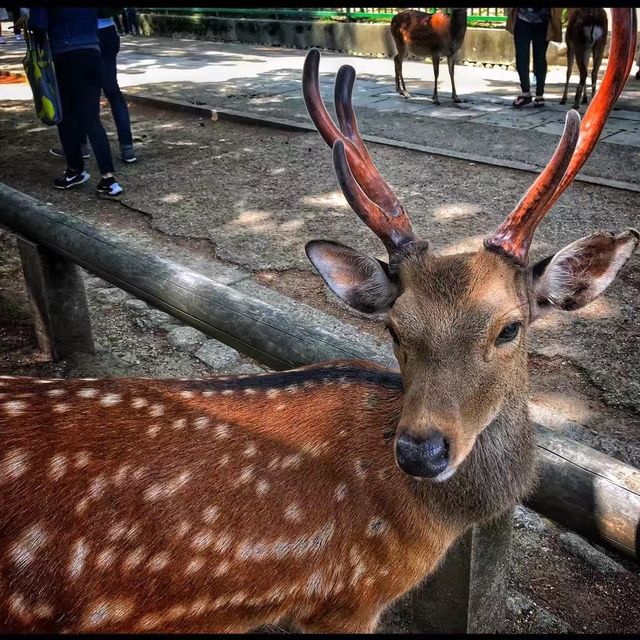Nara Park ❤️ 