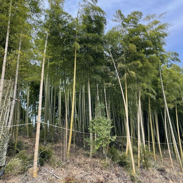 Hot spring ♨️ villa in the bamboo forest 