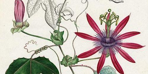 Descriptive Tour: Connecting Histories | John Hope Gateway, Royal Botanic Garden Edinburgh