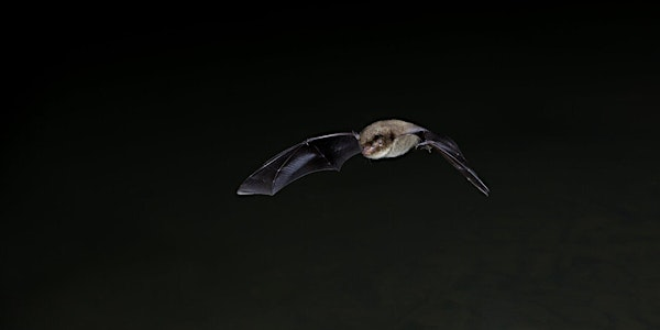 Hanningfield Woodland Evening Adventure | Hanningfield Reservoir Nature Discovery Park