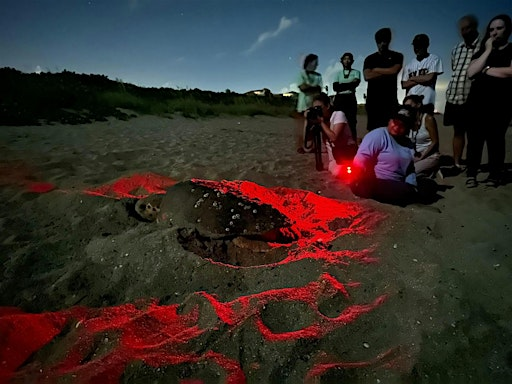 EAI's 2025 Nighttime Sea Turtle Walk | Jensen Beach Community Center