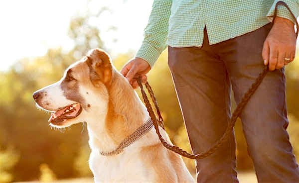 Join the Fun: Pet-Friendly Game Night in Support of AARCS! | Shedpoint