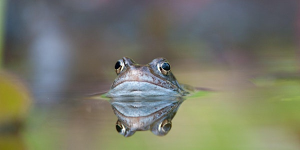 Pond Life ID Course at Attenborough Nature Reserve | Attenborough Nature Reserve - Parking at ANC