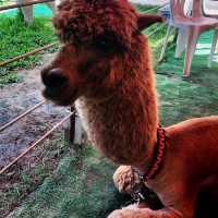 🦙可愛的草泥馬🦙