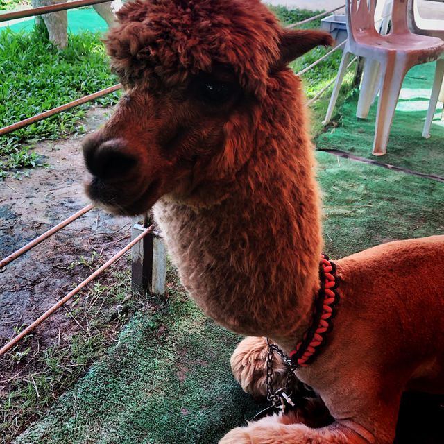 🦙可愛的草泥馬🦙