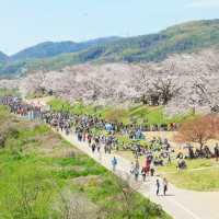 京都｜一起到背割提賞櫻野餐！